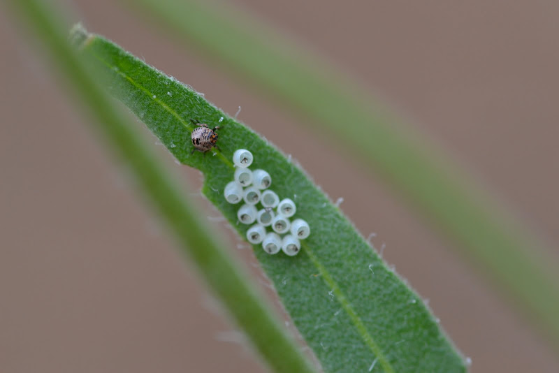 DSC_6096.JPG
