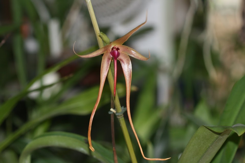 Bulbophyllum echinolabium IMG_2365