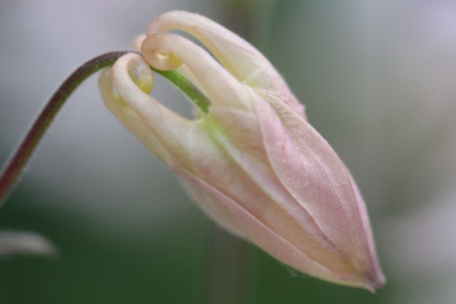 flower bud
