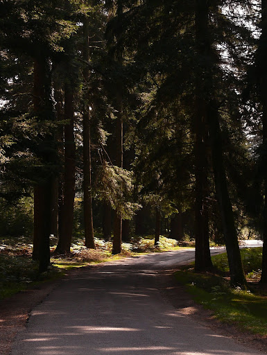 New Forest
