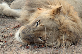 Wildlife Photos of Lion (Timbavati Private Nature Reserve, South Africa)