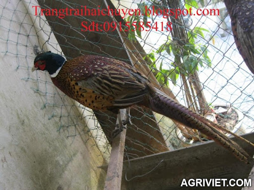Bán chim trĩ đỏ tại Quảng Ngãi Agriviet.Com-chim_tri_quang_ngai_2