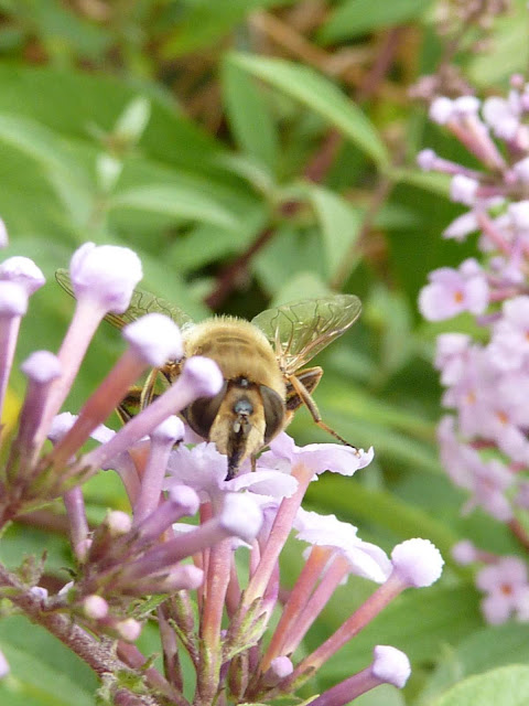 P1070150.JPG