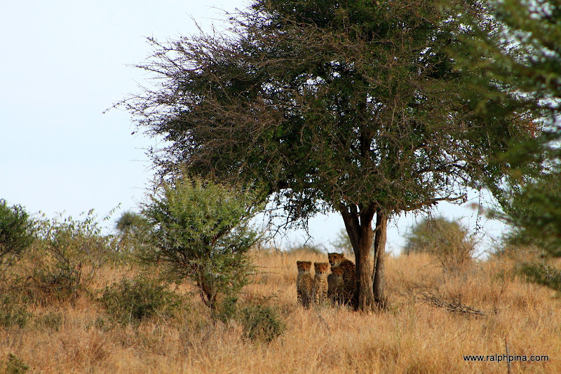 Cheetah and 3 cubs