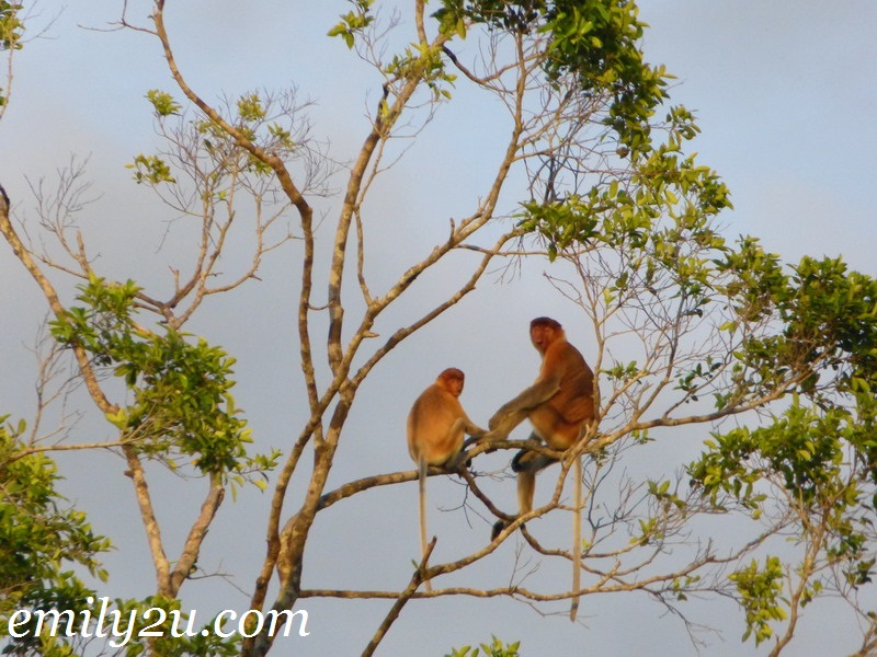 Proboscis monkey river cruise