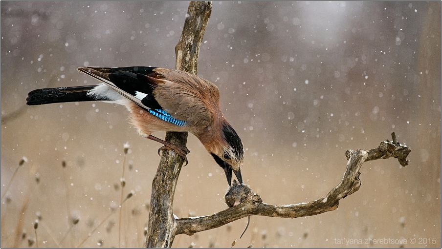 wildlife.crimea.ua