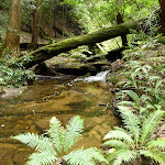 Wallis Creek on The Great North Walk (360017)