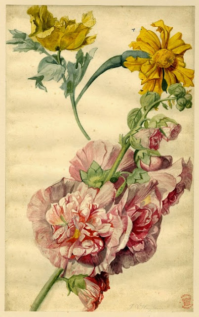 Jan van Huysum - Flower study