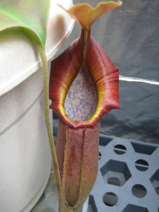 Nepenthes 2012 IMG_1518