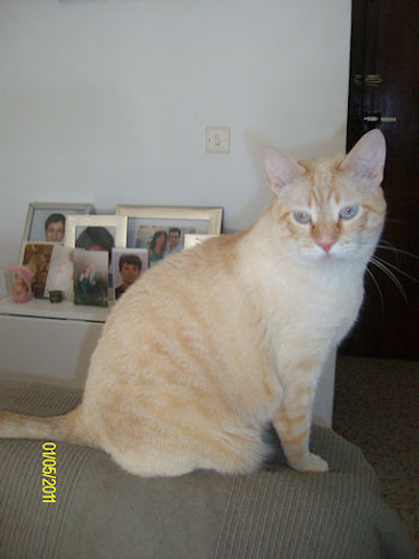 SIMBA, precioso gato color crema con ojos azules, 3 años. Sevilla (PE) Simba2
