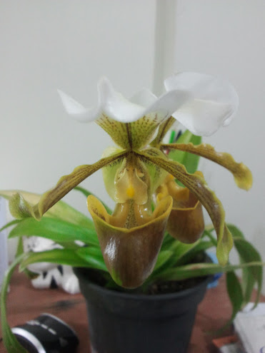 Orquídeas - Plantas Carnívoras