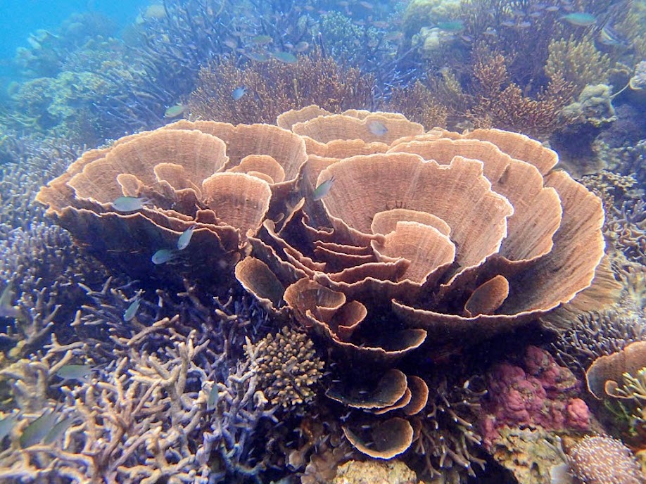 Lusong Island, Coral Garden Reef, Palawan, Philippines.
