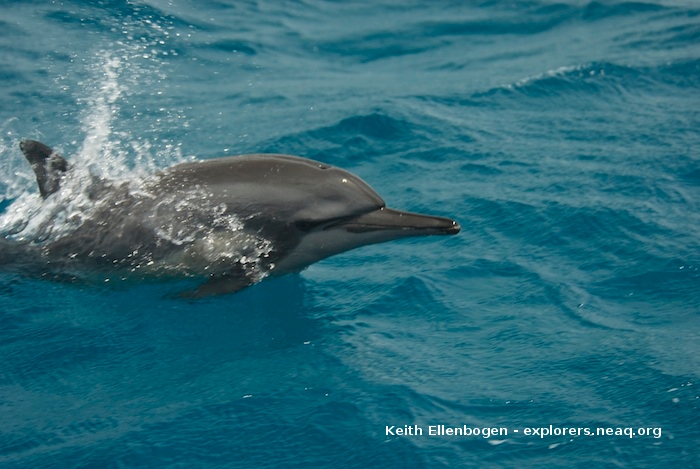 Global Explorers Blog: Fiji Expedition: Putting a good spin on it (spinner  dolphins)