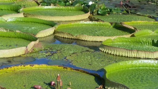 Kenilworth Aquatic Gardens