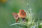 Paseo del Lobo biodiversity, Section 6: July 13, 2012 (Photo by D. Sayre)