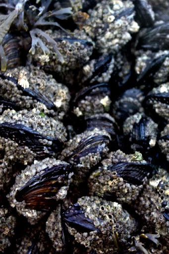 Mussels on the rocks at Pescadero State Beach on Highway 1 in California