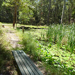 Seating bench beside Lily Pond in Blackbutt Reserve (401143)
