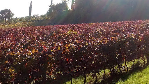 Main image of Fattoria Paradiso Di Pezzi Mario & C. S.S.