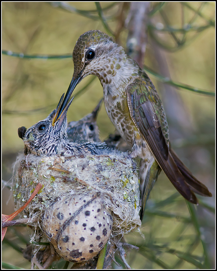 Anna's Hummingbird Mother Feeding 15 Day Old Chick, from Growing Up Humming