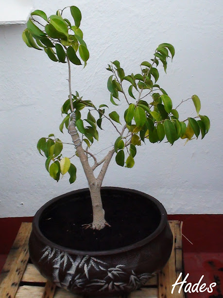 Asi continua mi prebonsai de Ficus benjamina (tambien con errores) DSC05950+copia