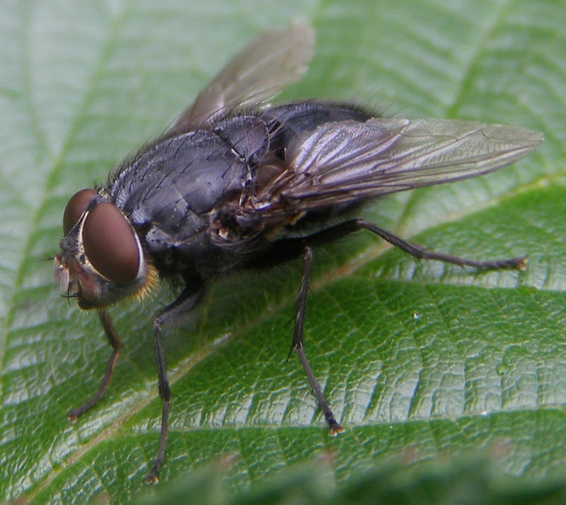 Blowfly - Life and Opinions - Life and Opinions