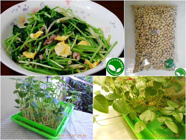 有機芽菜 有機米豆苗 有機芽菜箱 有機芽菜水耕盤 有機芽菜機