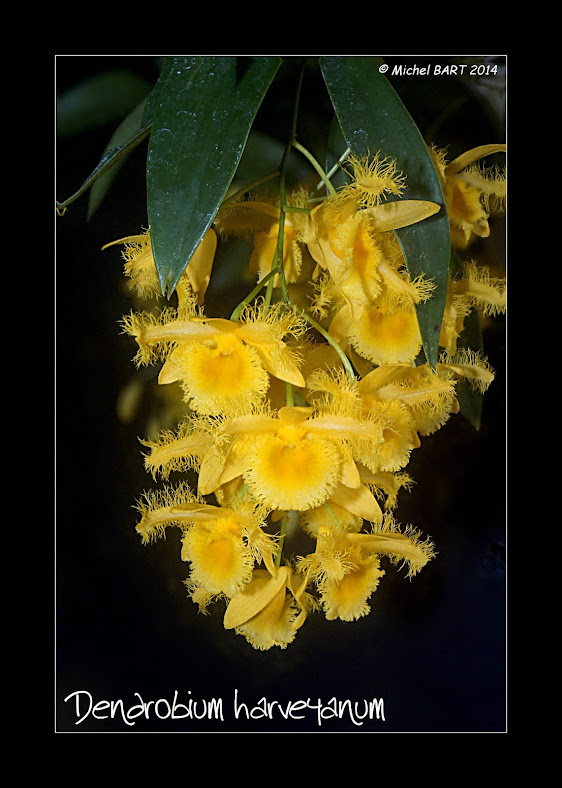 Dendrobium harveyanum Dendrobium_harveyanum