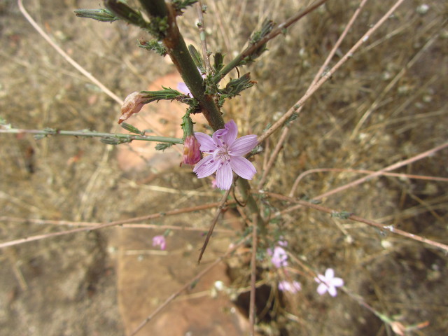 little flowers on dried up stalks