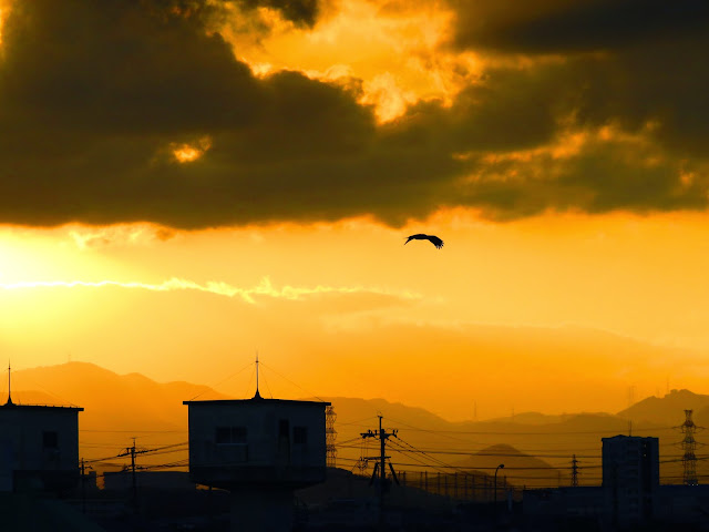 吉田太陽の丘公園から夕方の風景-12