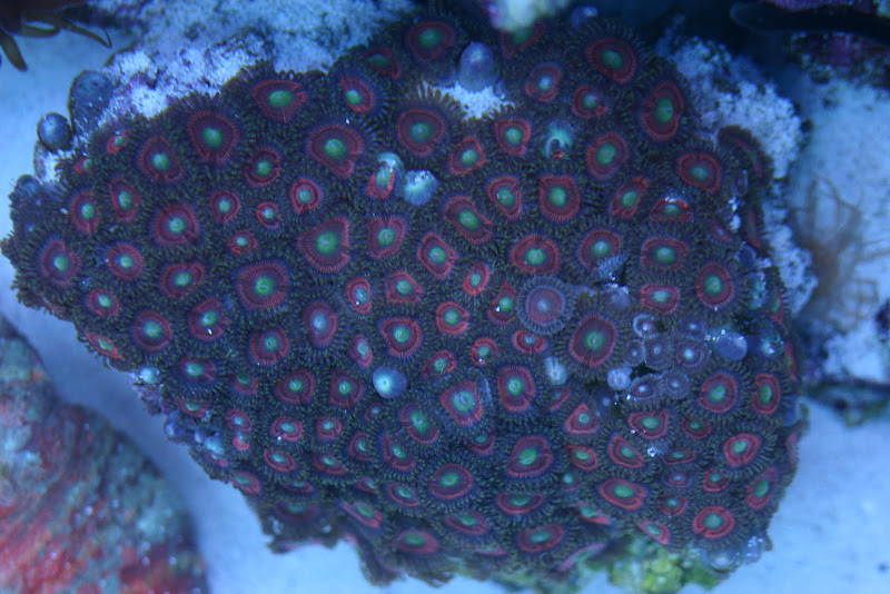 IMG 3721 - Zoas and some softies! A+ Coral!
