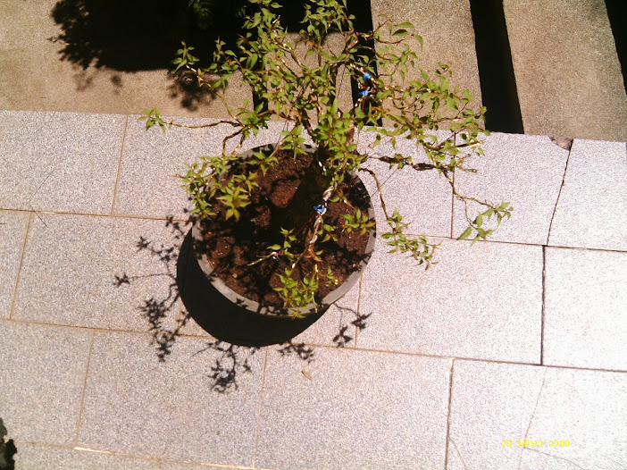 Prunus Serrulata Umê III... IMAG0071