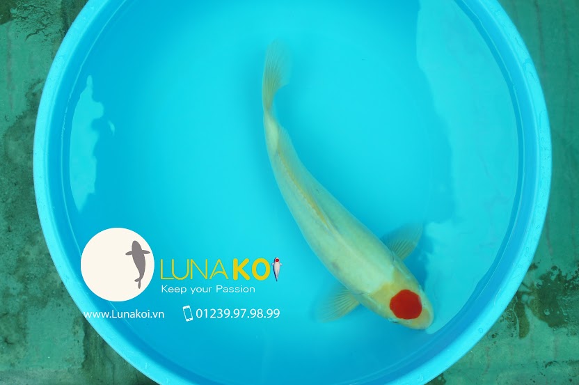Luna Koi Farm - Showroom cá chép Koi lớn nhất Cần Thơ Ca-chep-koi-chat-luong-cao