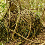Strangler fig roots growing over a rock in the rainforest near Gap Creek Falls in the Watagans (323921)