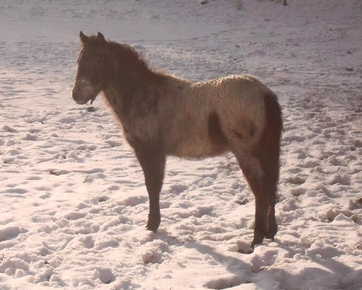 Pony