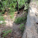 Fallen tree on Governor Phillip walk (126808)