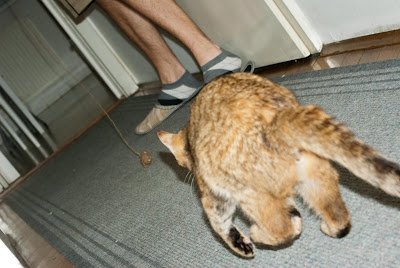 Gepard Momo
