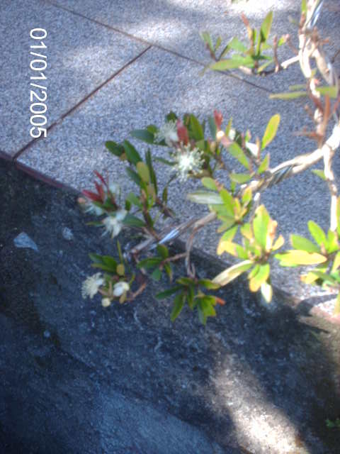 Pré de Mini Cereja em Cascata... PICT1144