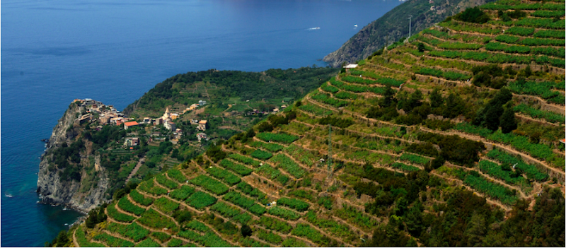 Image principale de Cantina Sassarini (Cinque Terre)