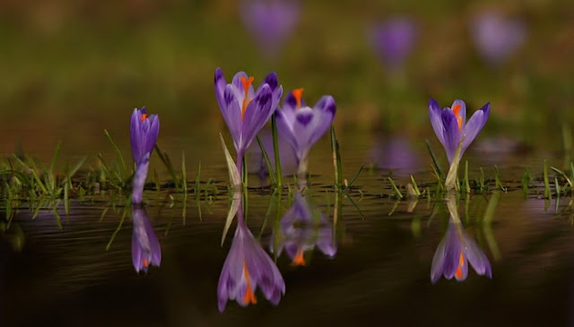 கண்ணைக் கவரும் அழகிய பூக்கள் Amazing_Purple_Flowers_10