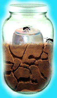 نمل يحفر أنفاقه في برطمان زجاجي تجربة علمية ممتعة  Finished-jar
