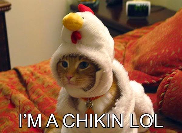 stupid-cat-in-chicken-costume.jpg