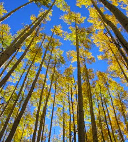 Poplar And Aspen Tree Lore