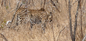 Wildlife Photos of Leopard