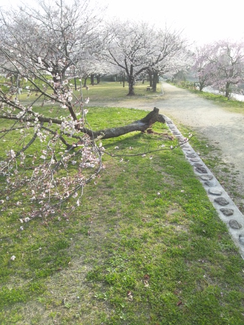 【動画】春嵐-石手川公園の桜が倒れていました。