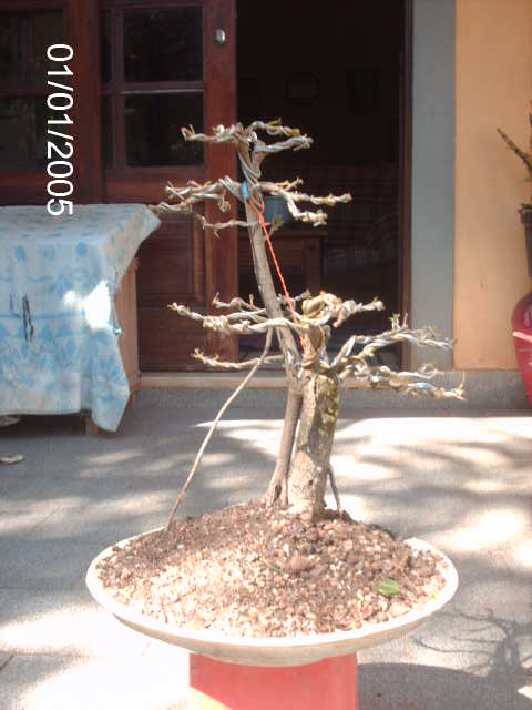 Ficus Microcarpa var. Green Island... PICT1580