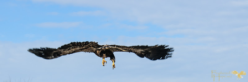 A rehabilitated immature bald eagle flies into its new life having just been released back into the wild by Marge Gibson of Raptor Education Group.
