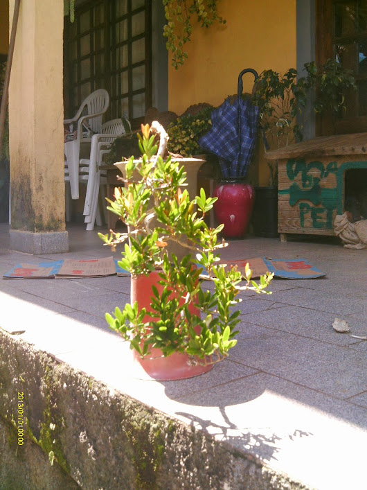 Pré de Mini Cereja em Cascata... IMAG0077