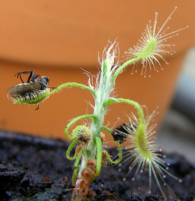 Drosera scorpioides Drosera scorpioides