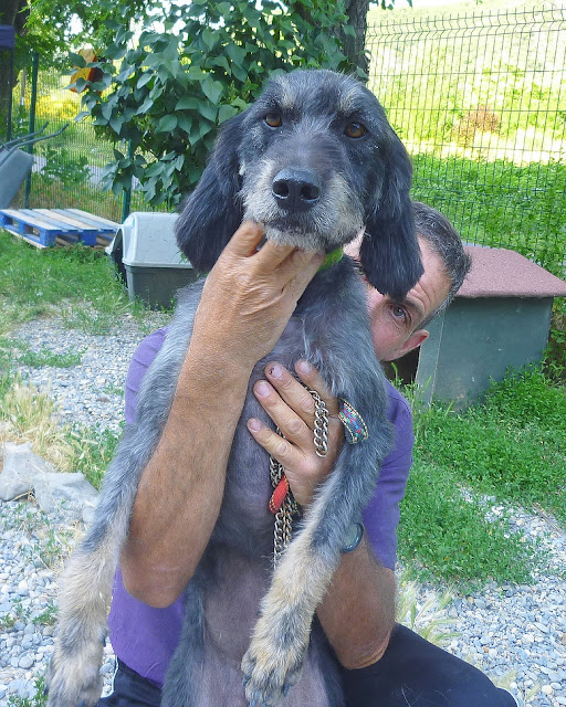 PISTACHE - x griffon nivernais 11  ans  (6 ans de refuge) - Refuge de Digne (04) PISTACHE%252028%2520JUIN%25205CAHE