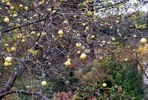Apple Tree